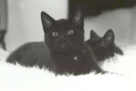zazoe en pepper