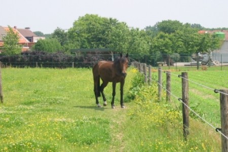 Mieke