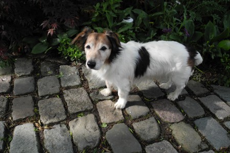 JACK