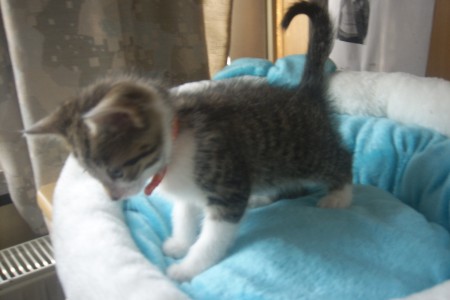 FILOU