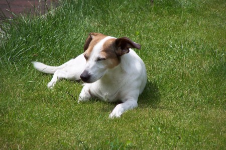 Snoepie ("Jefke")