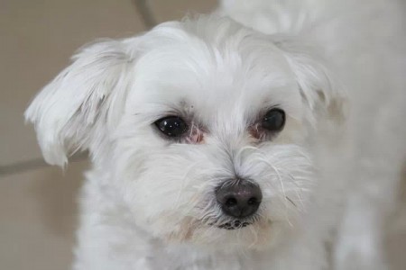 Oscar