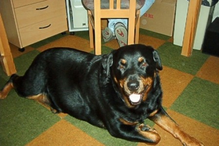 Tosca