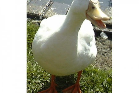 Witje
